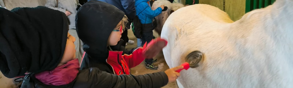 Niños con Perthes aprendiendo a cepillar a los caballos